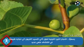 رسميًا.. أشجار التين الكينية تحول ثاني أكسيد الكربون إلى حجارة طبيعيًا في اكتشاف علمي جديد